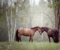 /album/fotogaleria/a48-jpg1/